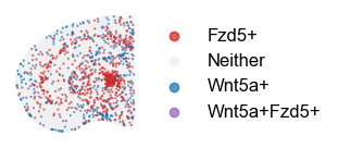 ../_images/tutorial_nbs_Ex2_mouse_brain_interpretation_23_9.png
