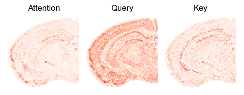 ../_images/tutorial_nbs_Ex2_mouse_brain_interpretation_15_2.png